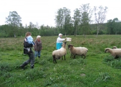 Schafe angucken