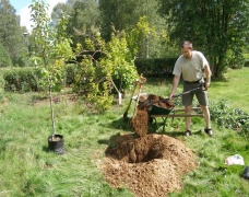 einen Baum pflanzen