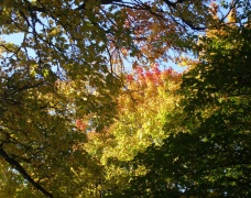 Herbstlaub (2)