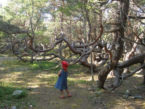 im Trollskogen