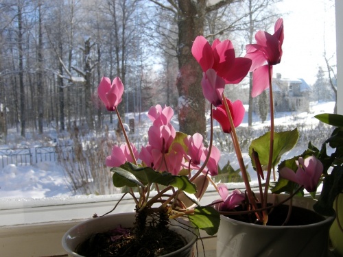 die ersten Blumen...