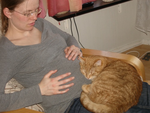 unser Kater liebt meinen Bauch