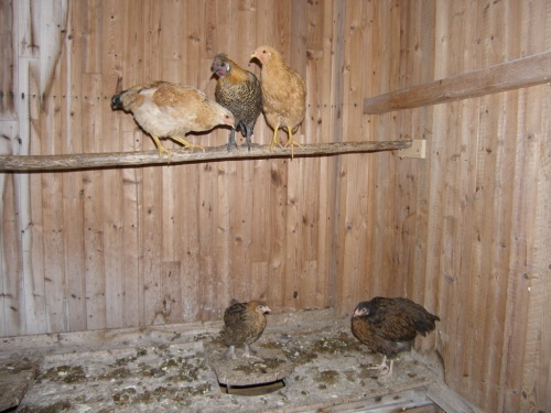 Zuwachs im Hühnerhaus