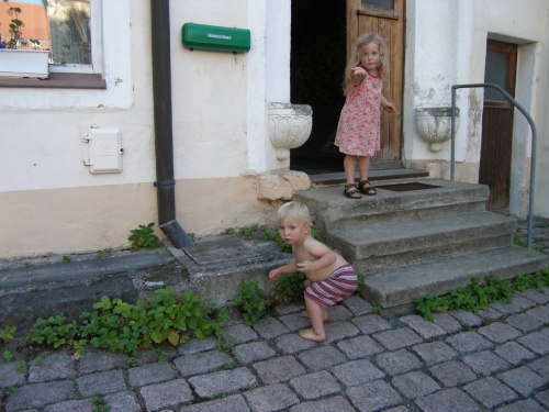 Walderdbeeren vor der Haustür