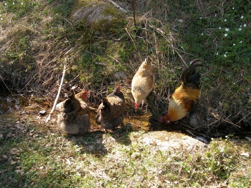 Bachwasser ist lecker