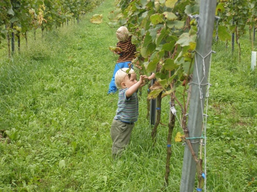 Emanuel im Weinberg