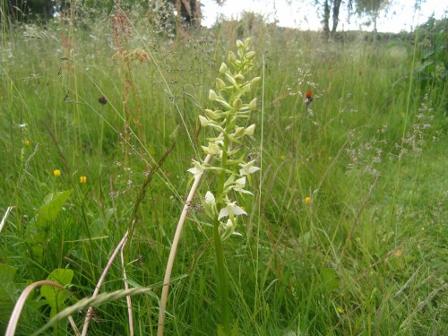 eine Orchidee auf unserer Wiese