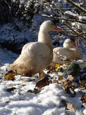 unsere Enten im Schnee