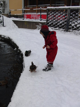 Enten füttern