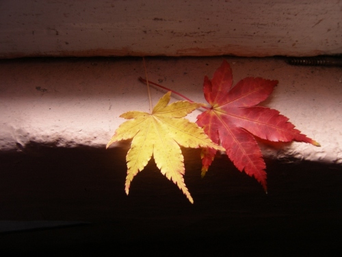 Herbstlaub aus dem Nachbargarten