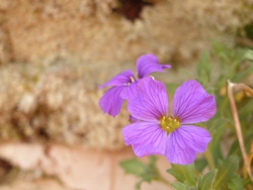 Mauerblümchen