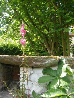 Löwenmäulchen in der Mauer