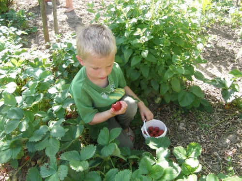 Erbeeren